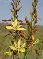 Asphodeline brevicaulis (Bertol.) J. Gay ex Baker的圖片