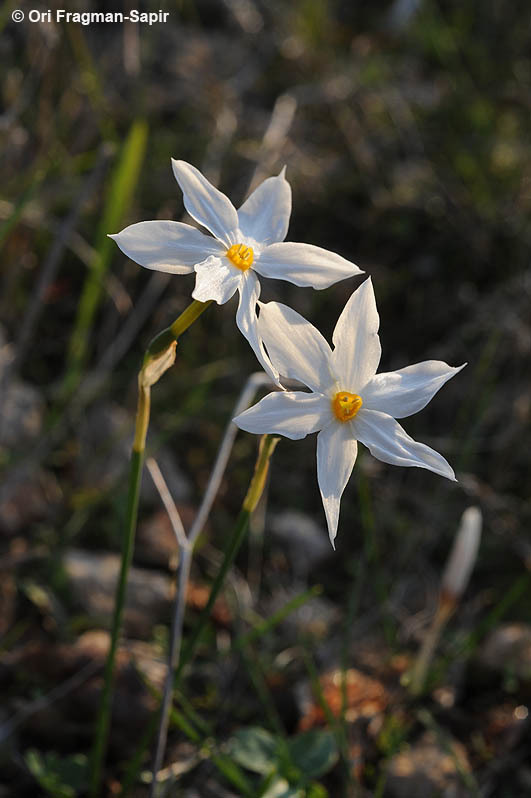 Image of Narcissus serotinus L.