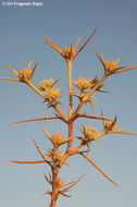 Eryngium glomeratum Lam. resmi