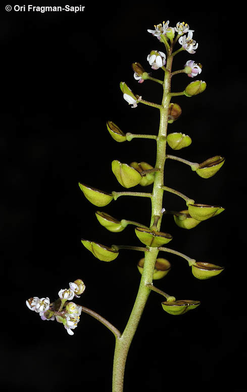 Imagem de Teesdalia coronopifolia (Bergeret ex Steud.) Thell.