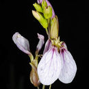 Image of Schouwia purpurea (Forssk.) Schweinf.