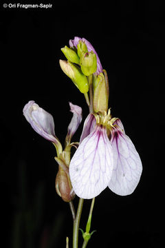 Image of Schouwia purpurea (Forssk.) Schweinf.