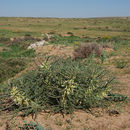 Image of Astragalus aleppicus Boiss.
