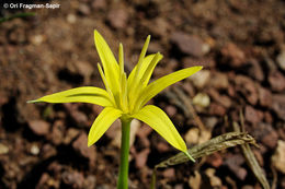 Image of Autumn star