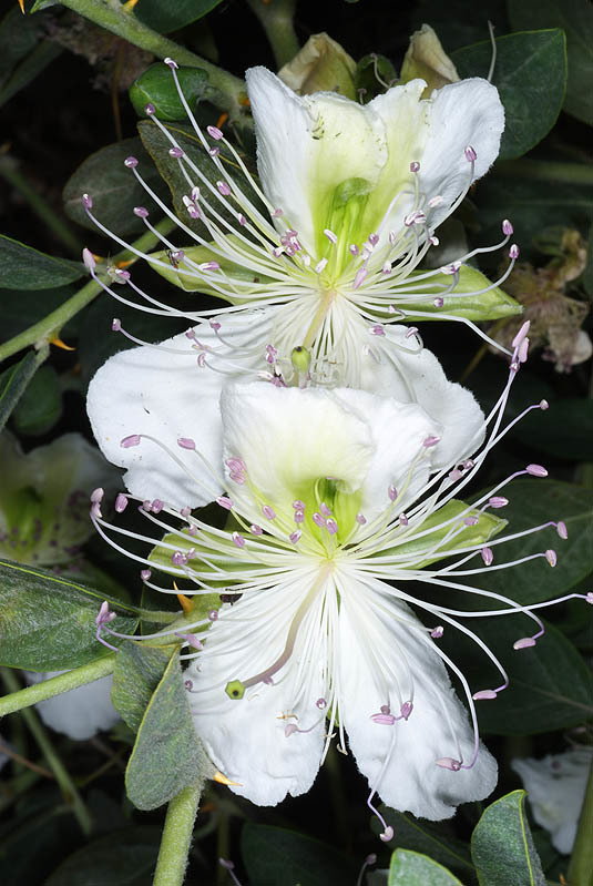 Image de <i>Capparis sicula</i>