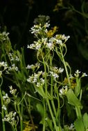 Image of white ballmustard