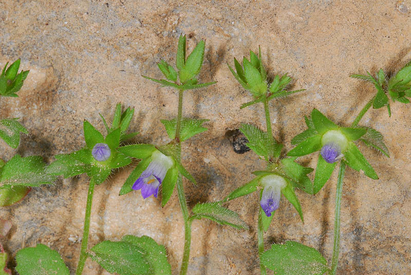 Image of Campanula erinus L.