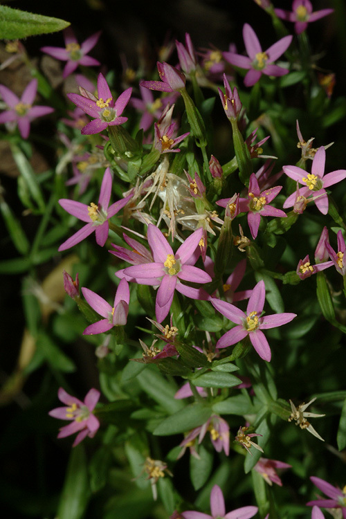 Image of slender centaury