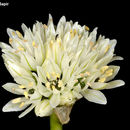 Image de Allium orientale Boiss.