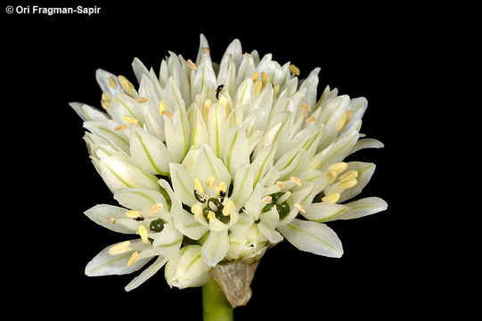 Image de Allium orientale Boiss.