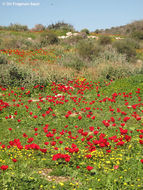 Image of lilies-of-the-field