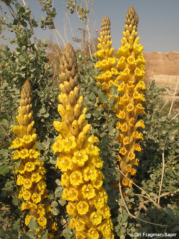 Image of Desert hyacinth