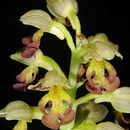 Imagem de Orchis punctulata Steven ex Lindl.