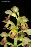 Orchis punctulata Steven ex Lindl.的圖片