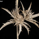 صورة Eryngium falcatum Delaroche