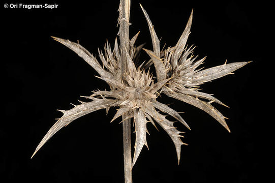 صورة Eryngium falcatum Delaroche