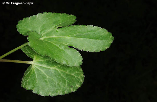 Eryngium falcatum Delaroche resmi