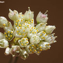 Allium papillare Boiss. resmi