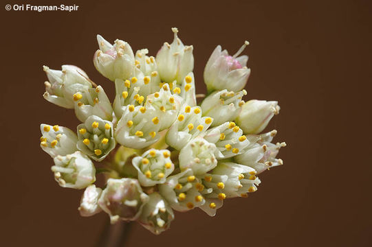 Слика од Allium papillare Boiss.