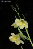 Image of Fritillaria persica L.
