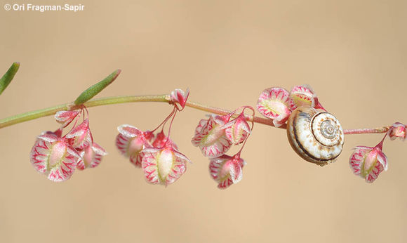 Слика од Rumex pictus Forsskál