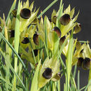 Imagem de Iris tuberosa L.