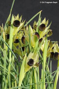 Image de Iris tuberosa L.