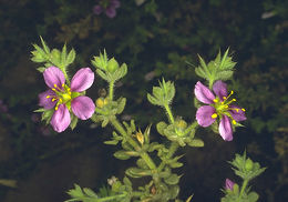 Image of Fagonia mollis Del.