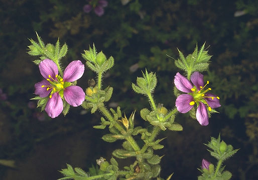 Sivun Fagonia mollis Del. kuva