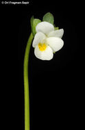 صورة Viola modesta Fenzl