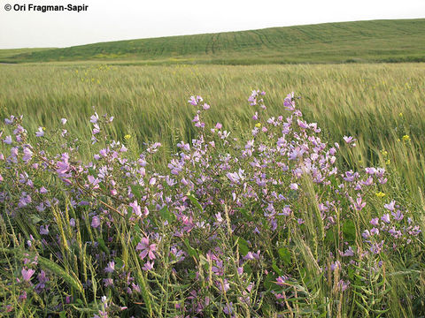 Image of high mallow