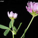 Слика од Trifolium glanduliferum Boiss.