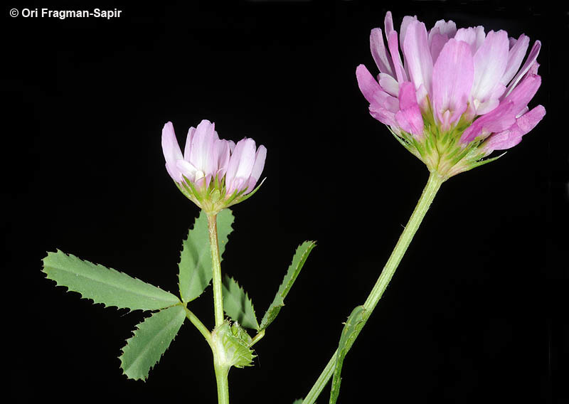 Plancia ëd Trifolium glanduliferum Boiss.