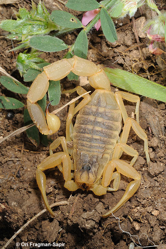 Image of Deathstalker scorpion