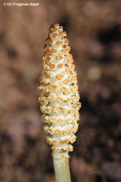 Image of Great Horsetail
