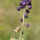 Image of Leopoldia bicolor (Boiss.) Eig & Feinbrun
