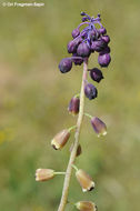 Image of Leopoldia bicolor (Boiss.) Eig & Feinbrun