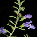 Imagem de Eremophila weldii F. Muell.