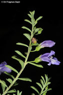 صورة Eremophila weldii F. Muell.