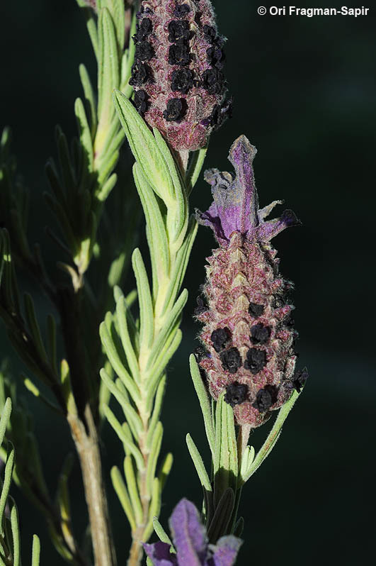 Image of French lavender