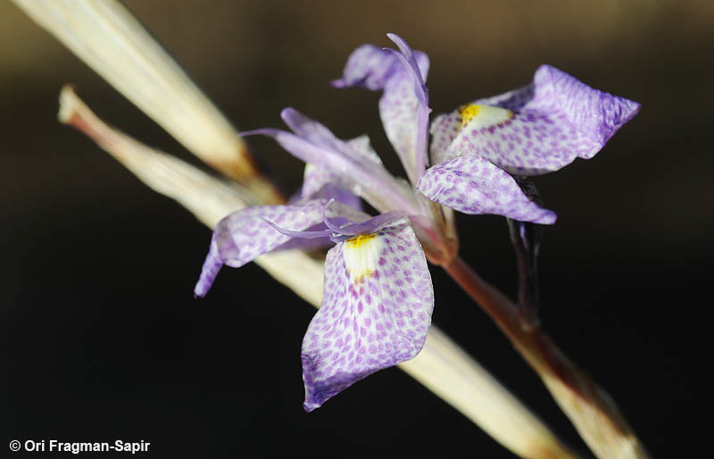 Image de Moraea simulans Baker