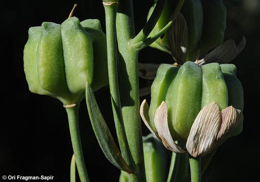 Image of Fritillaria persica L.