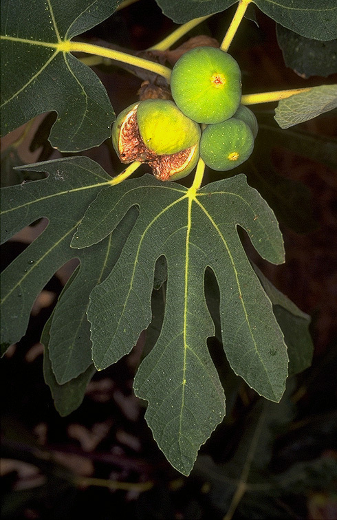 Imagem de Ficus carica L.