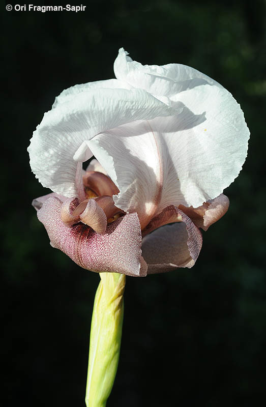 Image of Iris lortetii Barbey