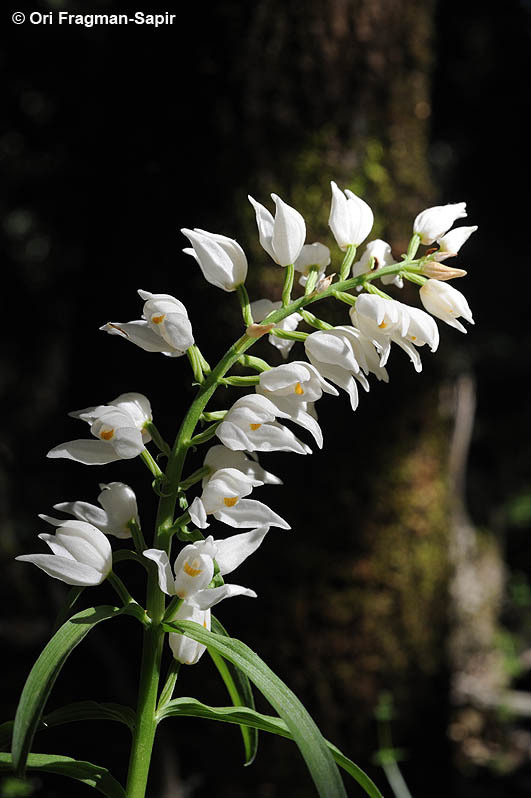 Imagem de Cephalanthera longifolia (L.) Fritsch