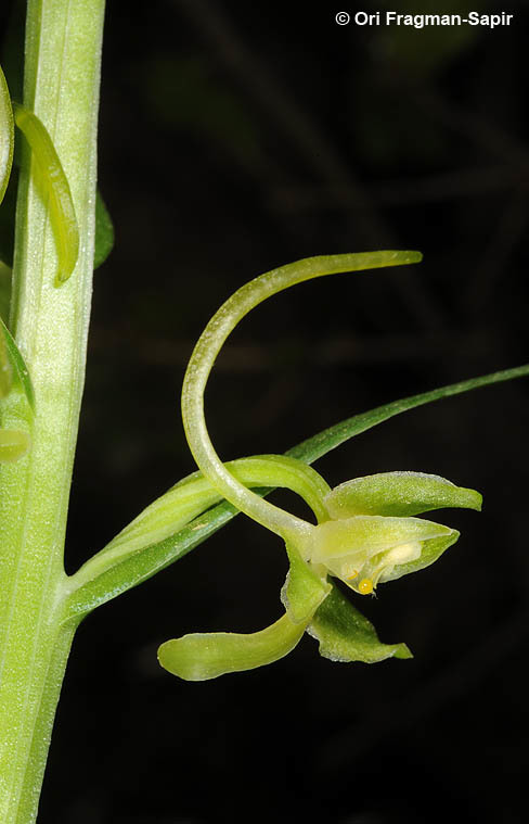 Слика од Platanthera chlorantha (Custer) Rchb.