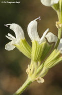 Image of Salvia syriaca L.