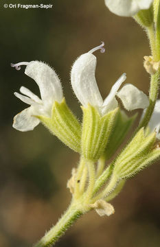 Imagem de Salvia syriaca L.