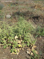 Image of Salvia syriaca L.