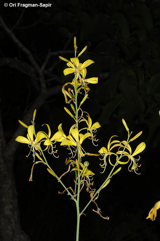 Image of Asphodeline brevicaulis (Bertol.) J. Gay ex Baker